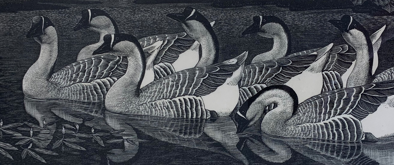 Private Collection of Paintings by Charles F Tunnicliffe